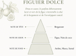FIGUIER DOLCE