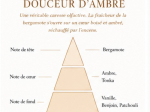 DOUCEUR D'AMBRE