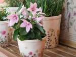 PETIT MODELE - H10CM / D11CM