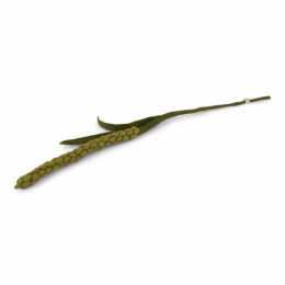 AMARANTH - VERT